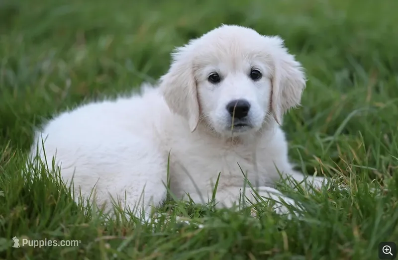 River – English Cream Golden Retriever puppy for sale in Raymond, MS