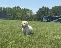 AKC River, a male Golden Retriever for sale in Raymond, MS – 1 of 9