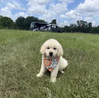 AKC Stardust, a female Golden Retriever for sale in Raymond, MS – 8 of 10