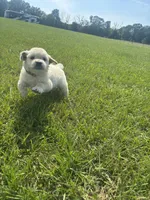 AKC Prince Fluffington (Prince) , a male Miniature Golden Retriever for sale in Raymond, MS – 5 of 7