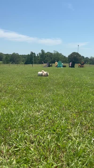AKC Sundance , a female Golden Retriever for sale in Raymond, MS – 5 of 5