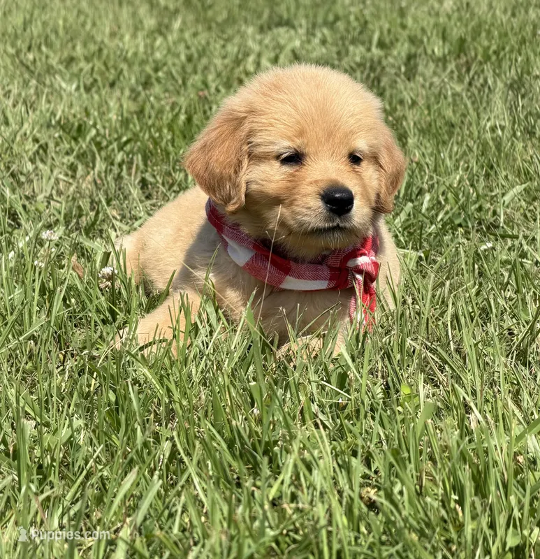 AKC Crimson – Golden Retriever puppy for sale in Raymond, MS