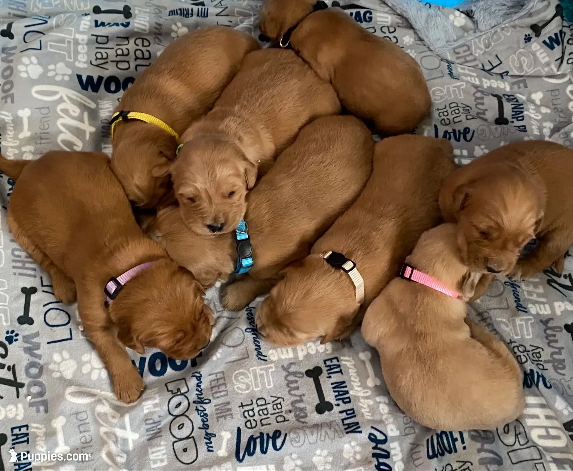 🎁 AKC’s ELF 🎁 , a male Golden Retriever for sale in Raymond, MS – 10 of 10