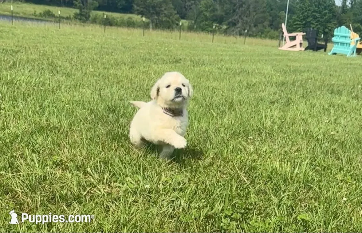  Frosty ☃️.— Ukrainian Mini  (Full-blooded, No mixes), a male Miniature Golden Retriever for sale in Raymond, MS – 2 of 8
