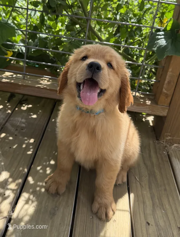 AKC Ruby – Golden Retriever puppy for sale in Raymond, MS