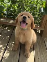 AKC Ruby, a female Golden Retriever for sale in Raymond, MS – 1 of 7
