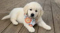 AKC Elsa, a female English Cream Golden Retriever for sale in Raymond, MS – 4 of 5