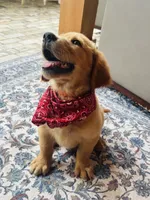 AKC Hank, a male Golden Retriever for sale in Raymond, MS – 5 of 5