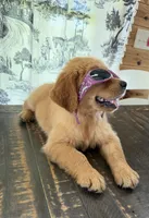 AKC Scarlett, a female Golden Retriever for sale in Raymond, MS – 4 of 6