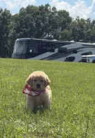 AKC Cajun, a male Golden Retriever for sale in Raymond, MS – 7 of 7