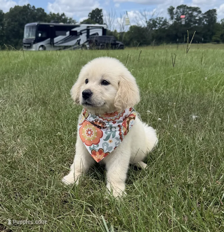 AKC Stardust – Golden Retriever puppy for sale in Raymond, MS