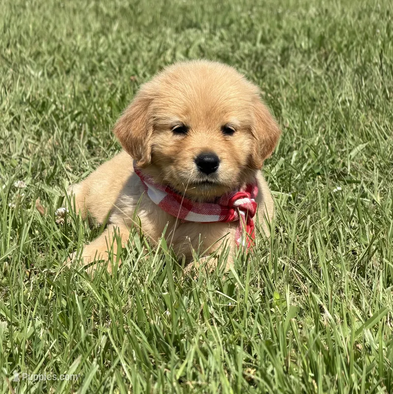 AKC Cajun – Golden Retriever puppy for sale in Raymond, MS
