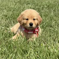 AKC Cajun, a male Golden Retriever for sale in Raymond, MS – 1 of 7