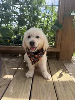 Pixie — True Mini Golden, AKC Purebred (No mixes) , a female Miniature Golden Retriever for sale in Raymond, MS – 3 of 3