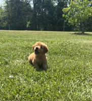 AKC Marigold , a female Golden Retriever for sale in Raymond, MS – 2 of 4