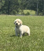 AKC River, a male Golden Retriever for sale in Raymond, MS – 4 of 9