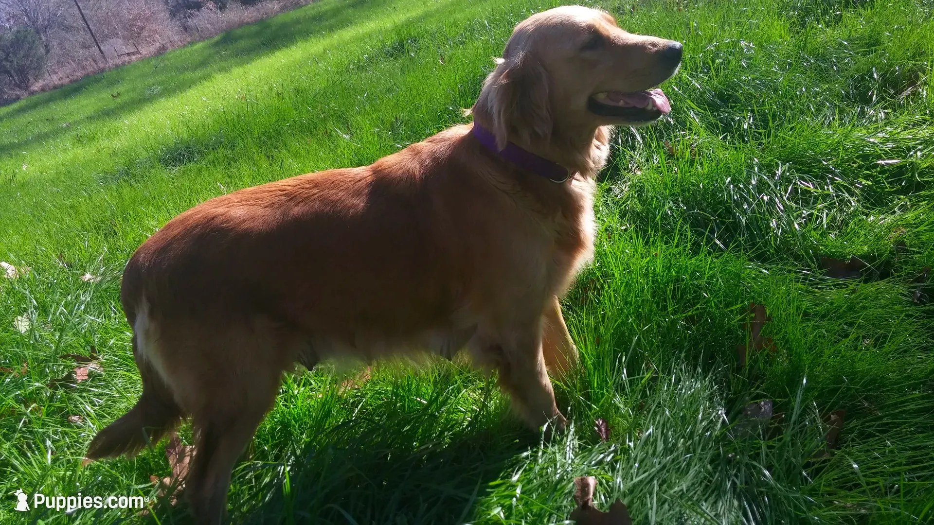 🎁 AKC’s ELF 🎁 , a male Golden Retriever for sale in Raymond, MS – 6 of 10