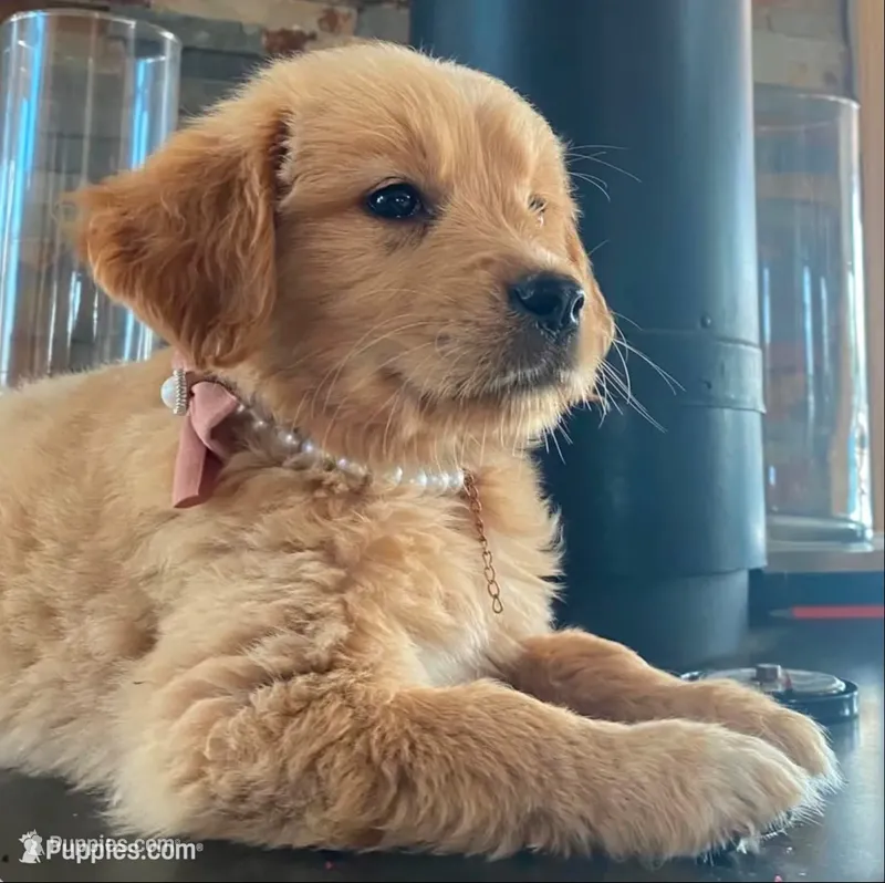🎄 AKC’s Holly 🎄 , a female Golden Retriever for sale in Raymond, MS – 1 of 10