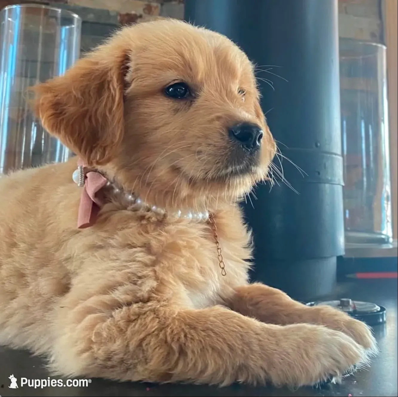 🎄 AKC’s Holly 🎄 , a female Golden Retriever for sale in Raymond, MS – 1 of 10