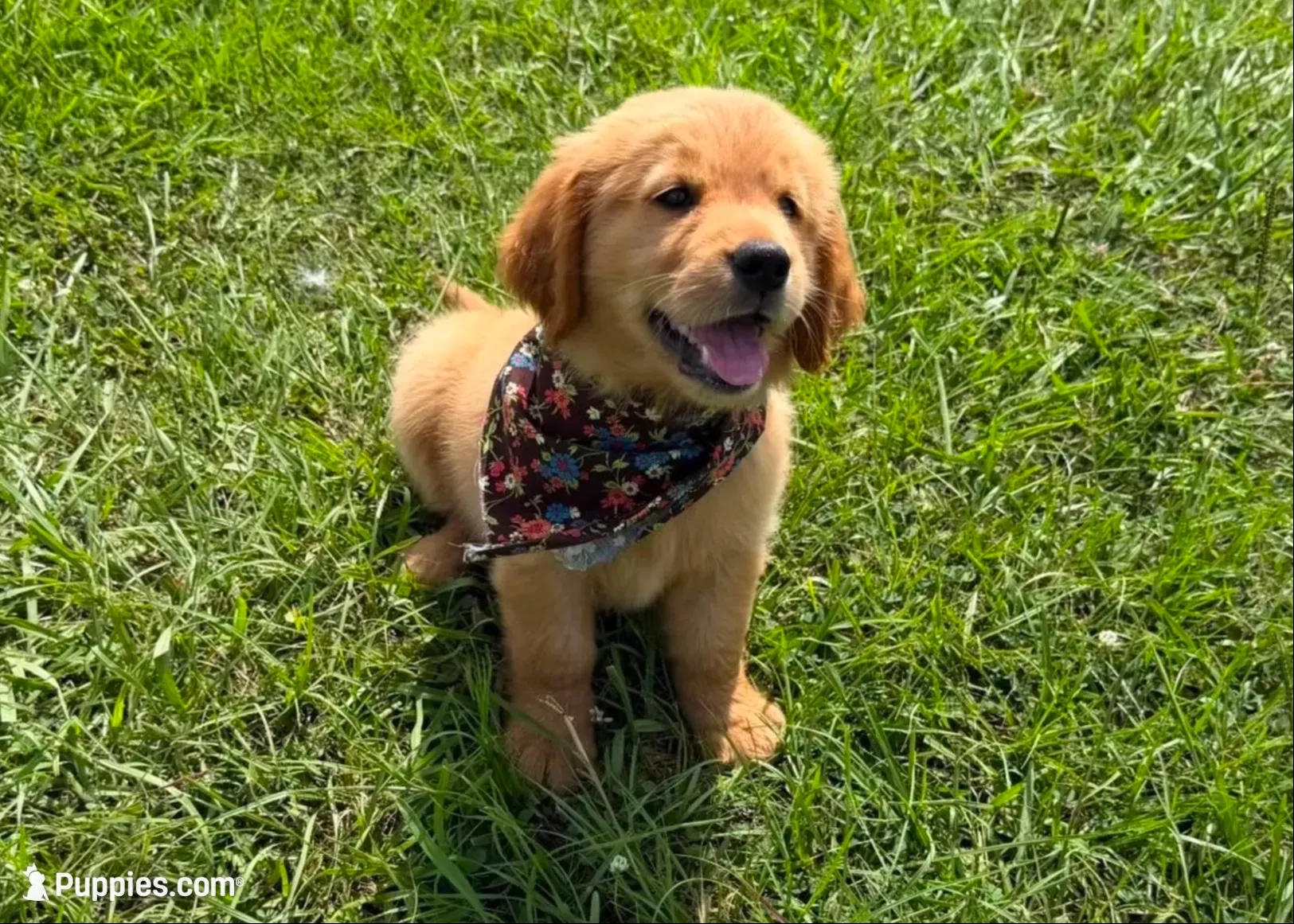 🎄 AKC’s Kringle! 🎄 , a male Golden Retriever for sale in Raymond, MS – 8 of 10