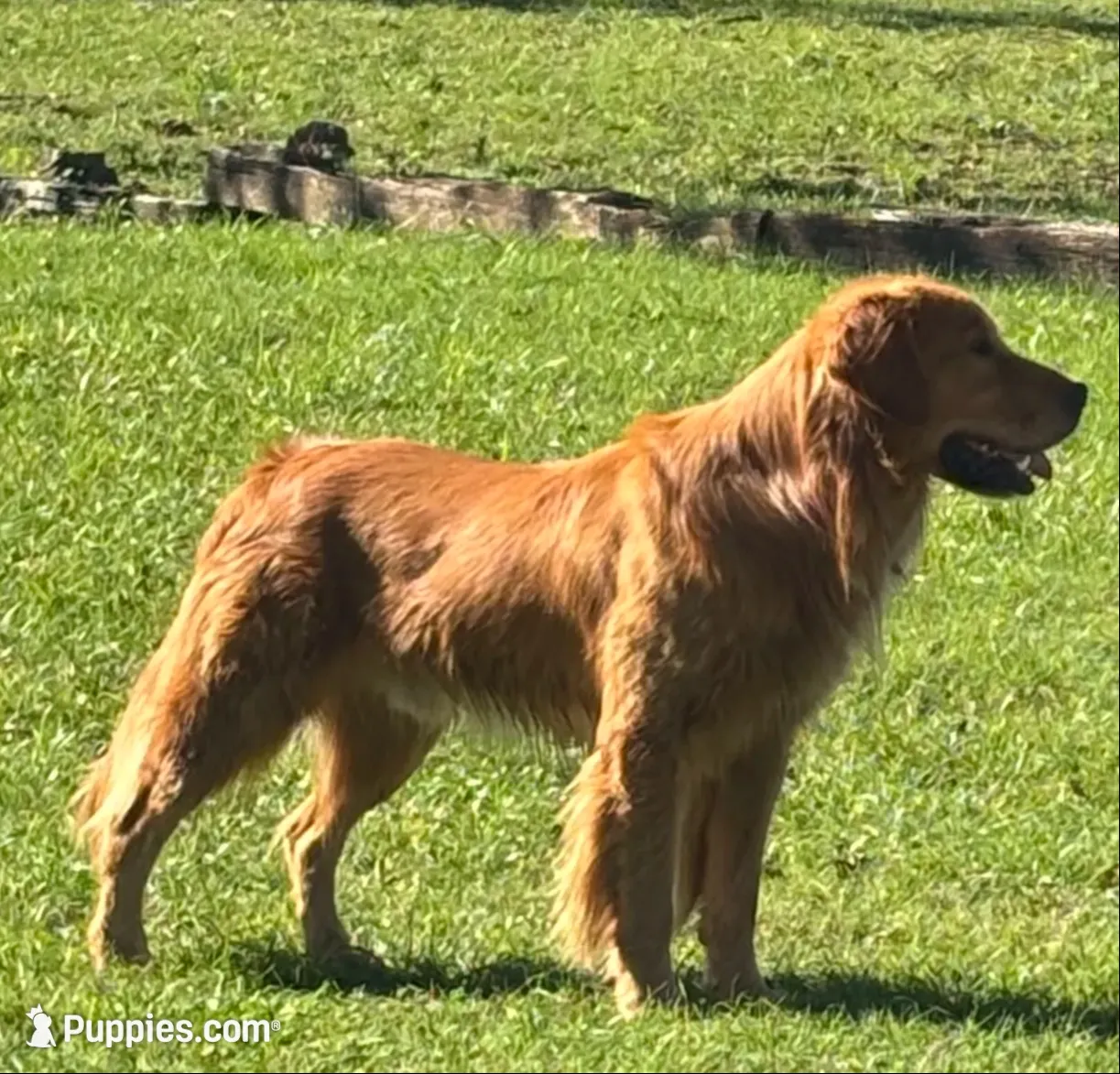 🎄 AKC’s Holly 🎄 , a female Golden Retriever for sale in Raymond, MS – 7 of 10