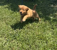 AKC Roux , a male Golden Retriever for sale in Raymond, MS – 2 of 4