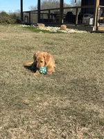 AKC WhoDat, a male Golden Retriever for sale in Raymond, MS – 2 of 3
