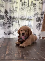 💕AKC Annie Oakley  💕 , a female Golden Retriever for sale in Raymond, MS – 3 of 8