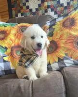 AKC Bentley , a male Golden Retriever for sale in Raymond, MS – 3 of 5