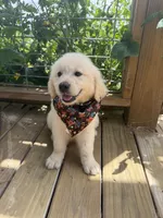 Pixie — True Mini Golden, AKC Purebred (No mixes) , a female Miniature Golden Retriever for sale in Raymond, MS – 2 of 3