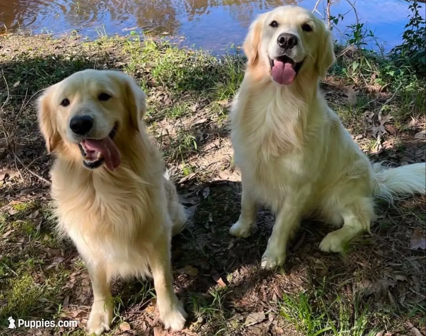  Frosty ☃️.— Ukrainian Mini  (Full-blooded, No mixes), a male Miniature Golden Retriever for sale in Raymond, MS – 3 of 8