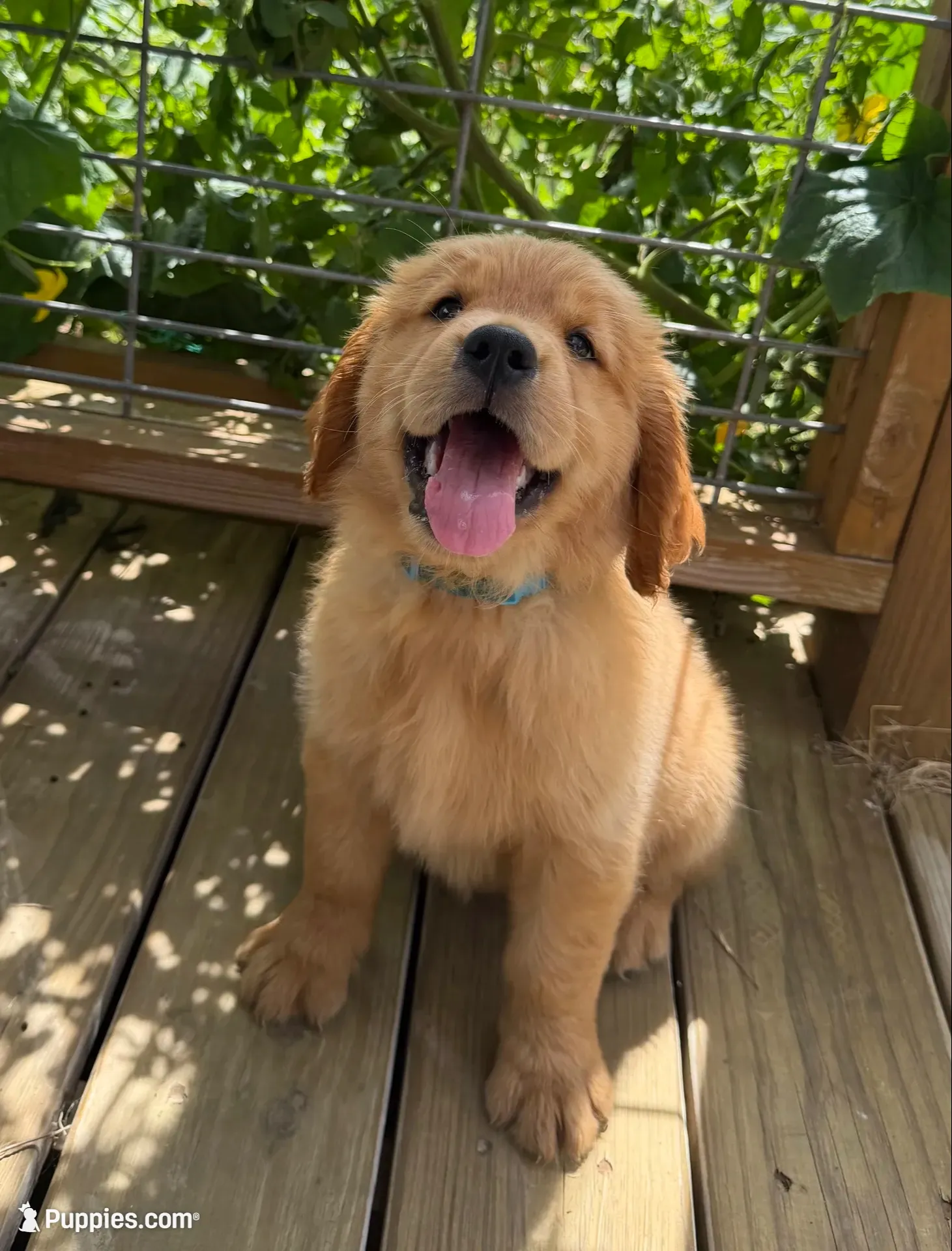 🎀 AKC’s Cindy-Lou  🎀 , a female Golden Retriever for sale in Raymond, MS – 5 of 10