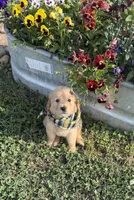 AKC Tumbleweed , a male Golden Retriever for sale in Raymond, MS – 8 of 8