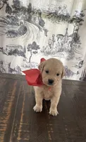 AKC Rosebud , a female Miniature Golden Retriever for sale in Raymond, MS – 3 of 4