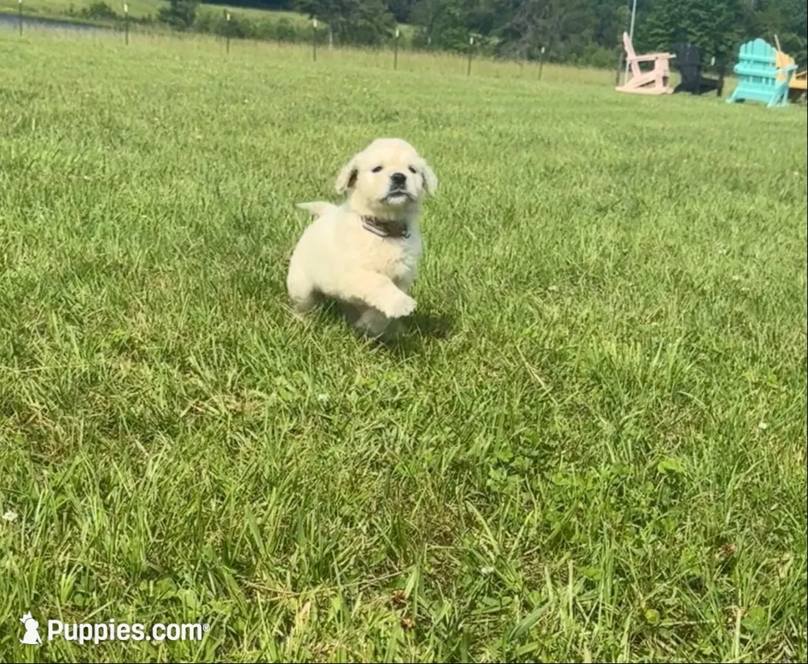 Halo ✨ — Ukrainian Mini (full-blooded, no mixes) , a female Miniature Golden Retriever for sale in Raymond, MS – 4 of 7