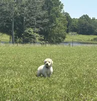 AKC River, a male Golden Retriever for sale in Raymond, MS – 8 of 9