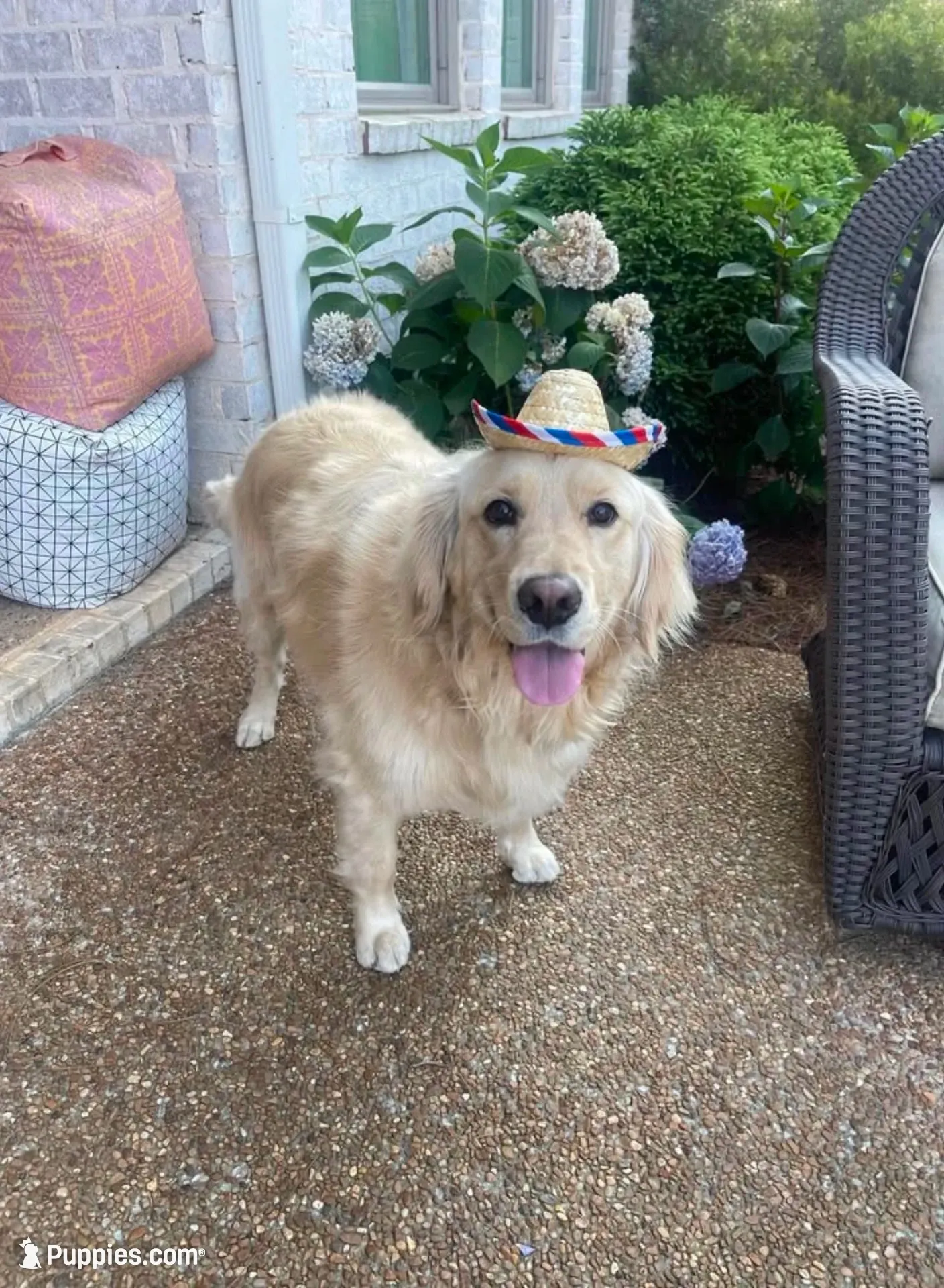  Halo ✨ — Ukrainian Mini (full-blooded, no mixes) , a female Miniature Golden Retriever for sale in Raymond, MS – 5 of 7