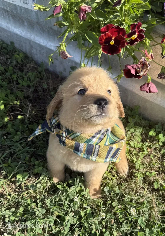 AKC Marigold  – Golden Retriever puppy for sale in Raymond, MS