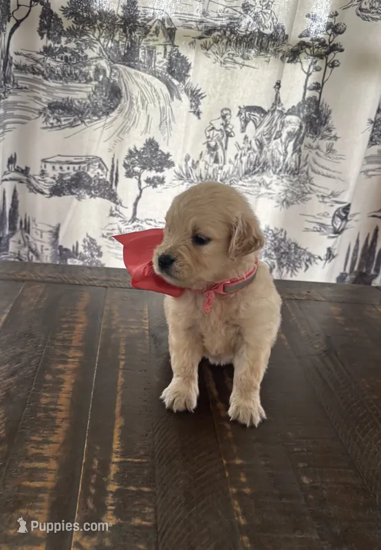 AKC Rosebud  – Miniature Golden Retriever puppy for sale in Raymond, MS