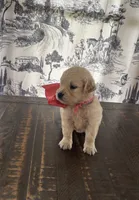 AKC Rosebud , a female Miniature Golden Retriever for sale in Raymond, MS – 1 of 4