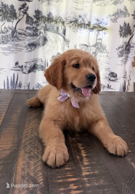 AKC Ruby – Golden Retriever puppy for sale in Raymond, MS