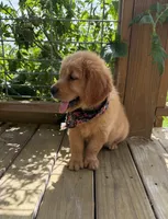 💕AKC Annie Oakley  💕 , a female Golden Retriever for sale in Raymond, MS – 6 of 8