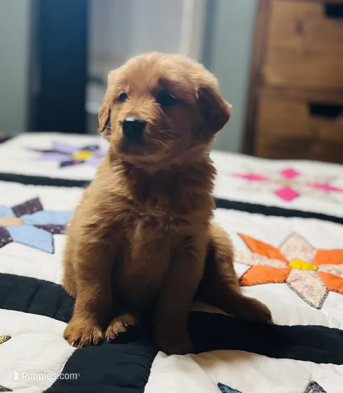 AKC Crimson – Golden Retriever puppy for sale in Raymond, MS