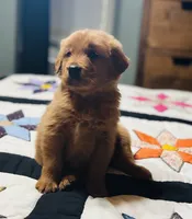 AKC Gunner , a male Golden Retriever for sale in Raymond, MS – 1 of 6