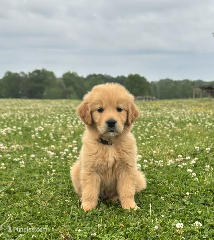 AKC Marigold  – Golden Retriever puppy for sale in Raymond, MS