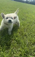 AKC Prince Fluffington (Prince) , a male Miniature Golden Retriever for sale in Raymond, MS – 3 of 7