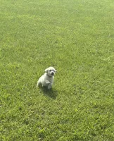 AKC Prince Fluffington (Prince) , a male Miniature Golden Retriever for sale in Raymond, MS – 4 of 7