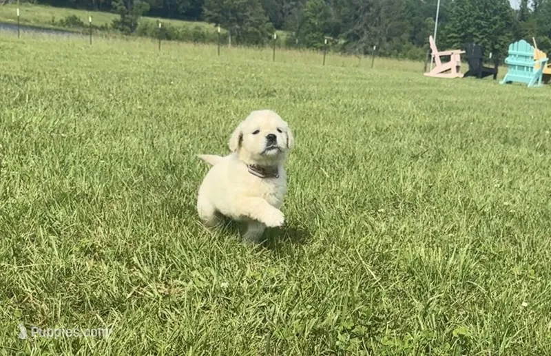 AKC Prince Fluffington (Prince)  – Miniature Golden Retriever puppy for sale in Raymond, MS