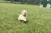 AKC Prince Fluffington (Prince) , a male Miniature Golden Retriever for sale in Raymond, MS – 1 of 7