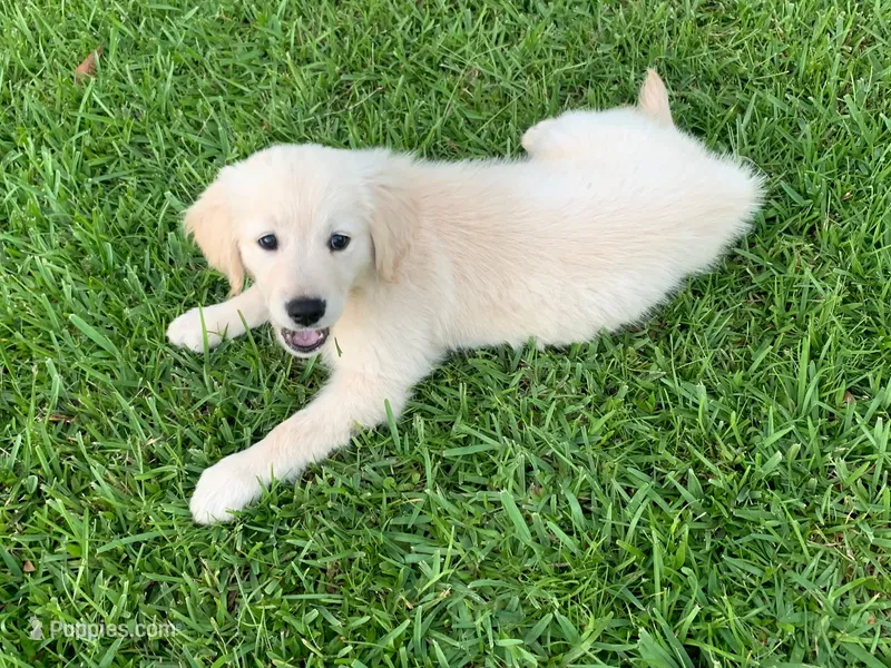 Sundance  – English Cream Golden Retriever puppy for sale in Raymond, MS